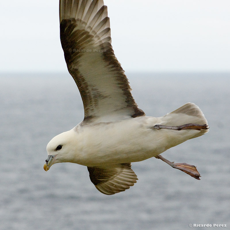 BassRock 0700 fotonatura