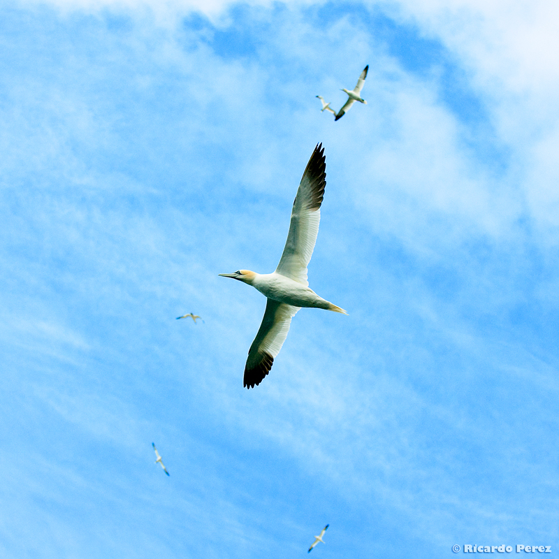 BassRock 0867 fotonatura2