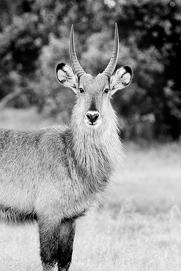 Africa D200 0084(BW FA)