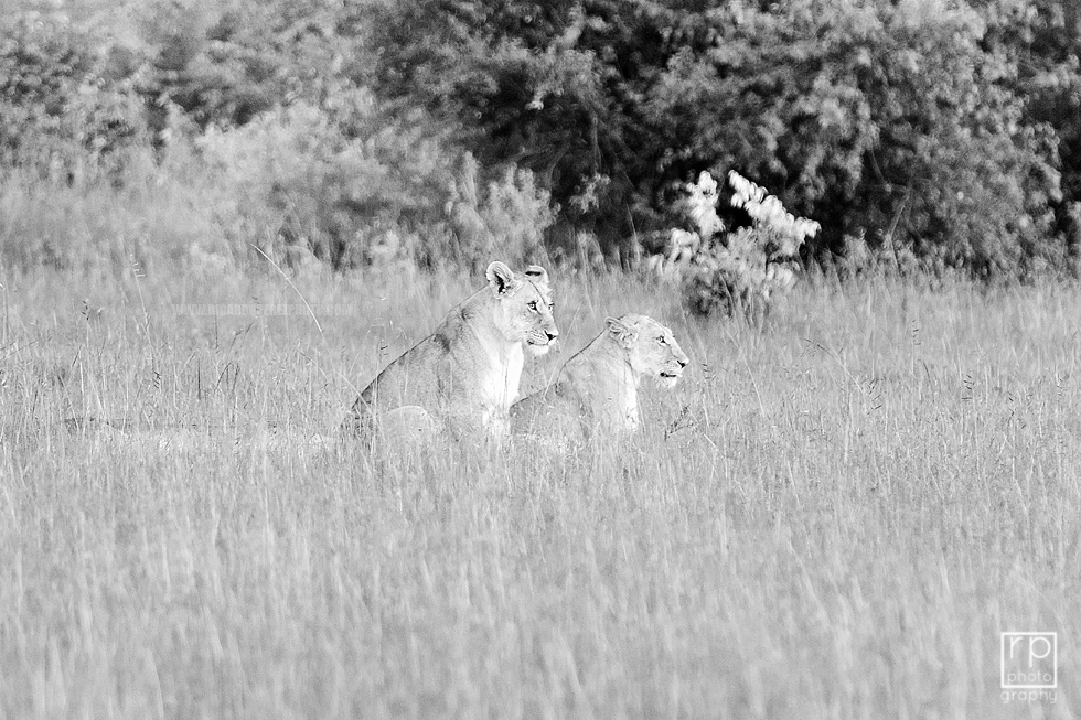Africa D7000 0831 BW