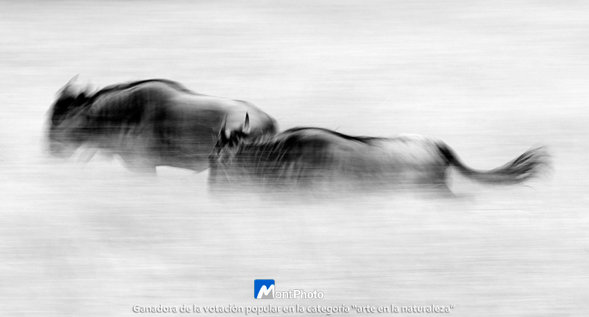 Africa D7000 2303 Logo